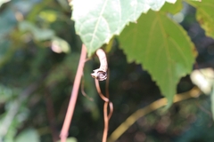 Vitis vulpina