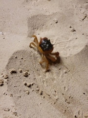 Gecarcinus lateralis