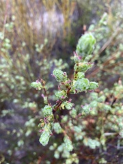 Cliffortia polygonifolia