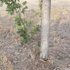 Quercus lobata