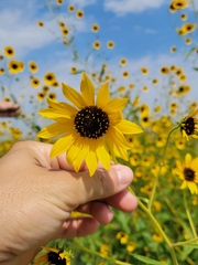 Helianthus paradoxus