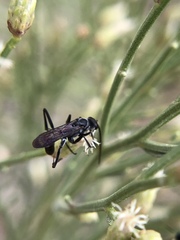 Pompilidae