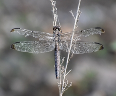 Libellula