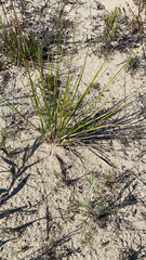 Ammophila breviligulata