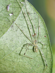 Thwaitesia nigronodosa