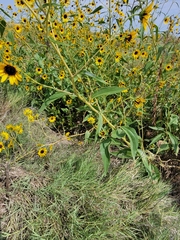 Helianthus paradoxus