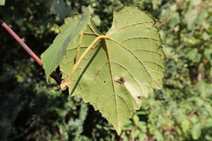 Vitis vulpina