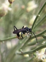 Pompilidae
