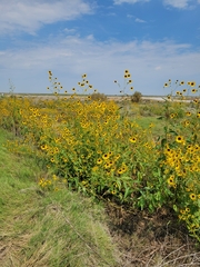 Helianthus paradoxus