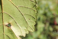 Vitis vulpina