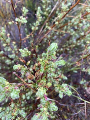 Cliffortia polygonifolia