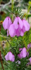 Tetratheca pilosa
