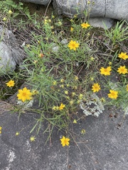 Coreopsis grandiflora