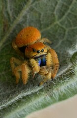 Phidippus nikites