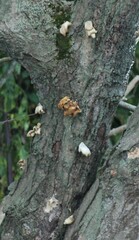 Stereum gausapatum