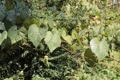 Vitis vulpina
