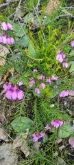 Tetratheca pilosa