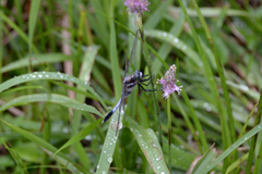 Orthetrum albistylum speciosum