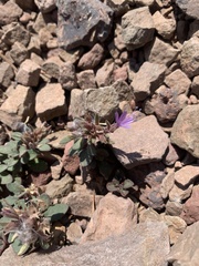Collomia debilis debilis