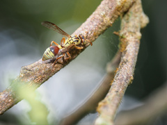 Ropalidia romandi
