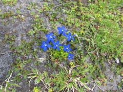 Gentiana bavarica