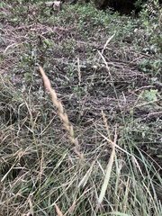 Elymus smithii