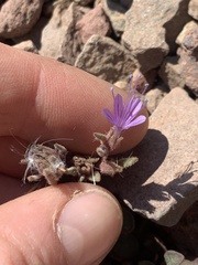 Collomia debilis debilis