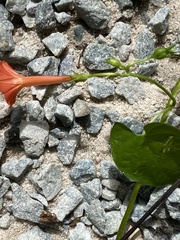 Ipomoea coccinea