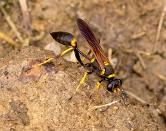 Sceliphron caementarium