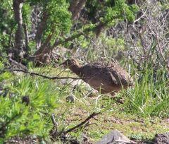 Nothoprocta perdicaria