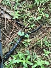 Pantherophis spiloides