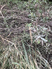 Elymus smithii