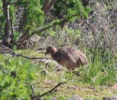 Nothoprocta perdicaria
