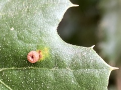 Dryocosmus minusculus