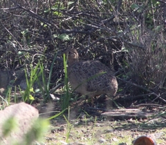 Nothoprocta perdicaria