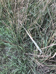 Elymus smithii