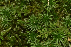Atrichum