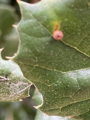 Dryocosmus minusculus