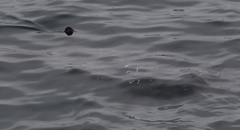 Carcharodon carcharias