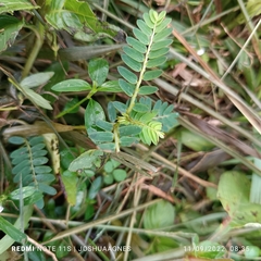 Phyllanthus urinaria