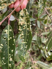 Aculus