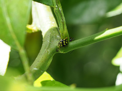 Heterocaria barronensis