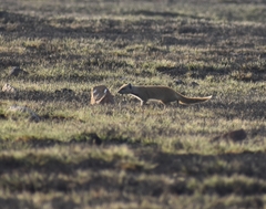 Cynictis penicillata