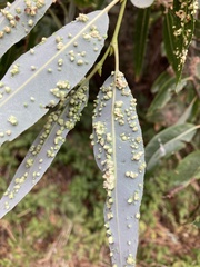 Aculus