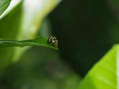 Heterocaria barronensis