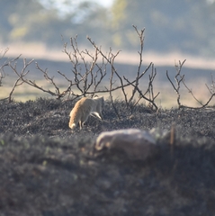 Cynictis penicillata