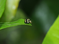 Heterocaria barronensis