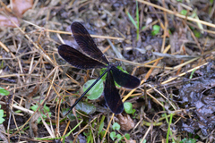 Atrocalopteryx atrata