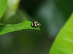 Heterocaria barronensis