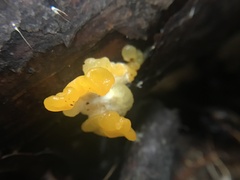 Dacrymycetaceae